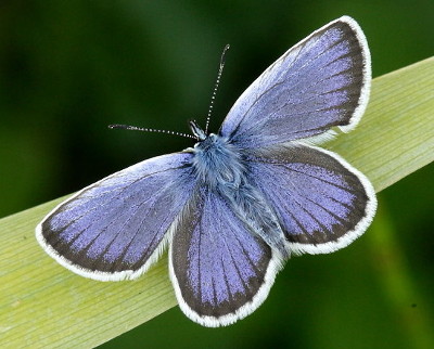 Blue Butterfly